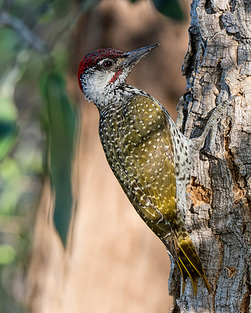 Male Golden-tailed Woodpecker