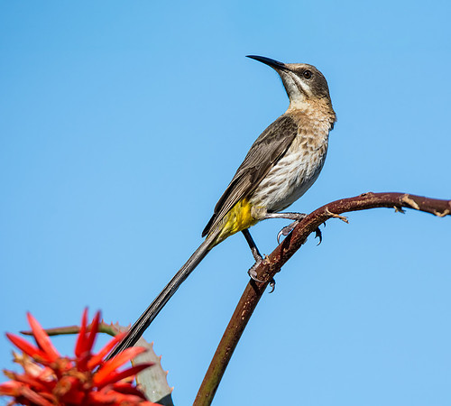 Cape Sugarbird