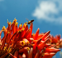 Collecting Nectar