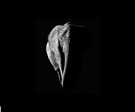 African Elephant