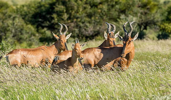 Red Hartebeests