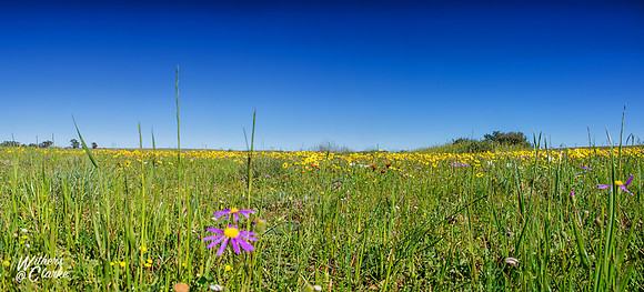 Spring Flowers