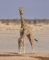 Giraffe Mother And Calf