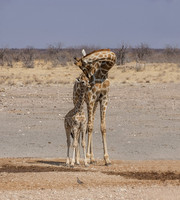 Giraffe Mother And Calf