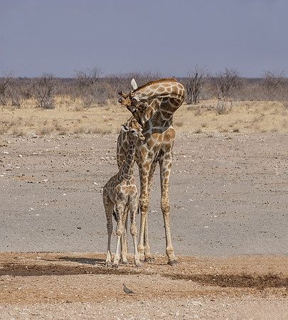 Giraffe Mother And Calf
