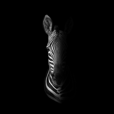 Cape Mountain Zebra Portrait