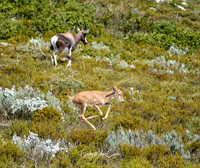Baby Bontebok running