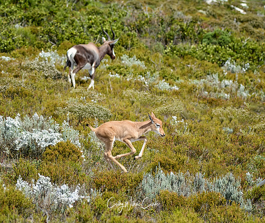 Baby Bontebok running