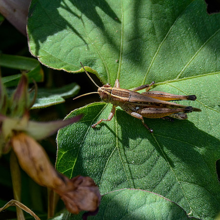Grasshopper
