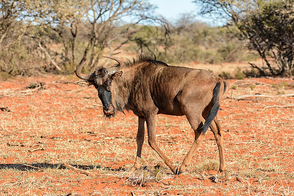 Juvenile Blue Wildebeest