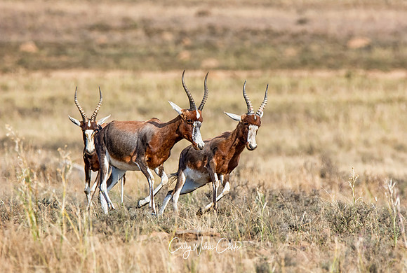 Blesbok