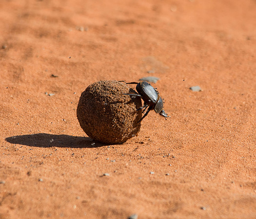 Dung Beetle