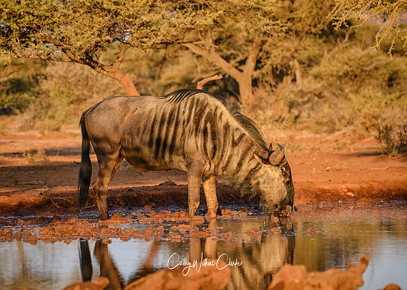 Blue Wildebeest At A Waterhole