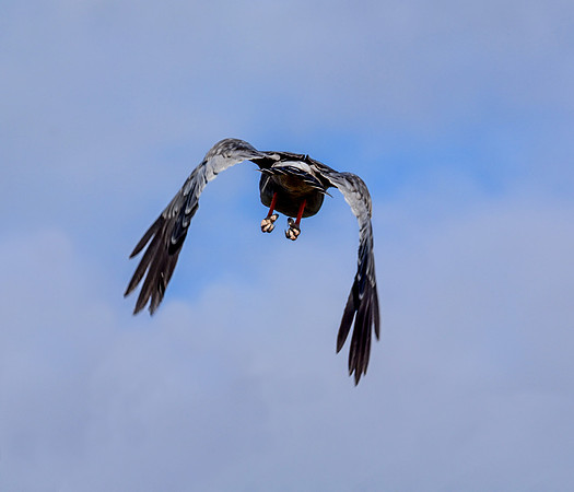 Southern Pale Chanting Goshawk