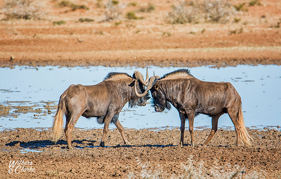 Black Wildebeest