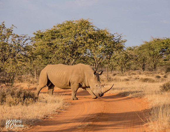 White Rhinoceros