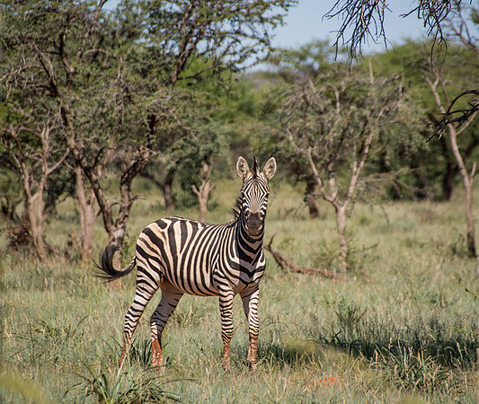 Burchell's Zebra