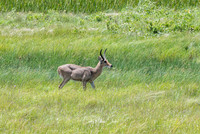 Common Reedbuck