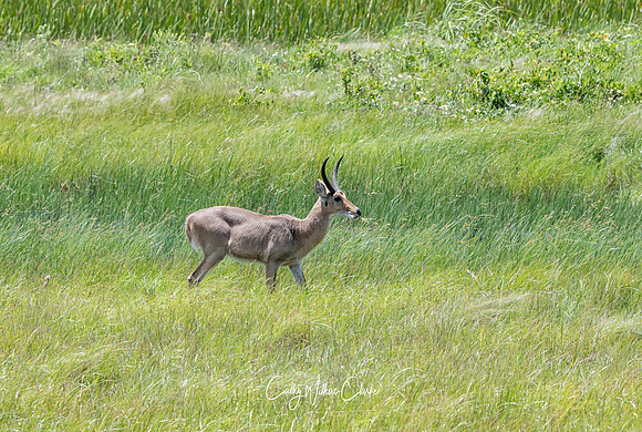 Common Reedbuck