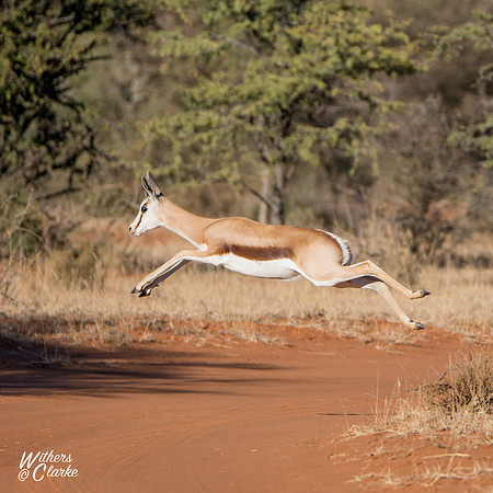 Springbok Jumping
