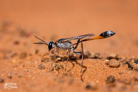 Ammophila Wasp