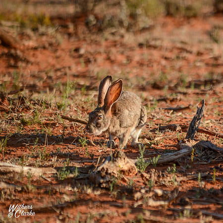 Cape Hare