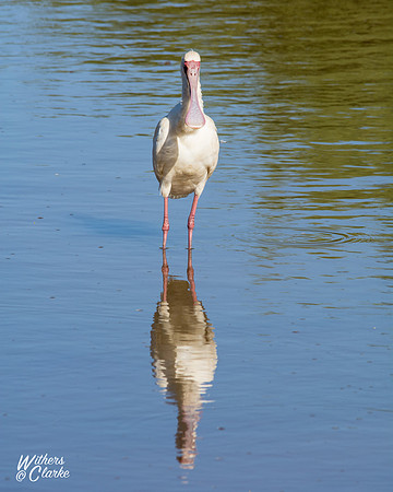 African Spoonbill