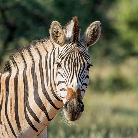 Burchell's Zebra Portrait