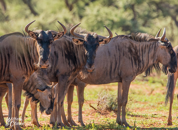 Blue Wildebeest group
