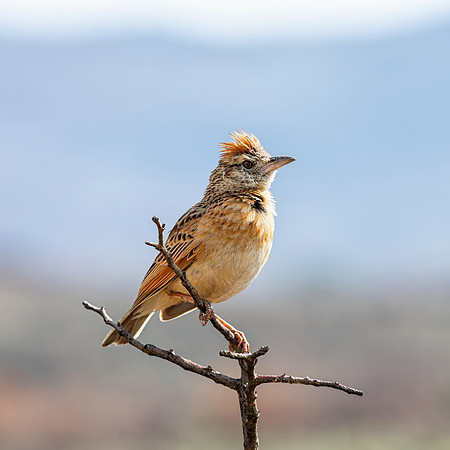 Rufous-naped Lark