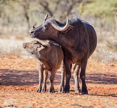 African Buffalo Mother And Calf