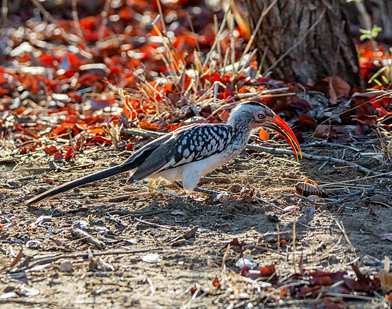 Southern Red-billed Hornbill With Bug