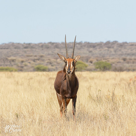 Sable Antelope