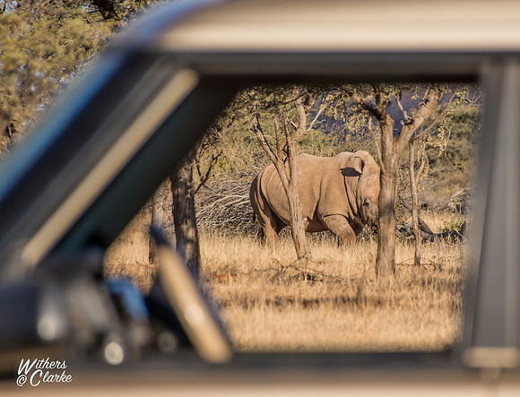 White Rhinoceros
