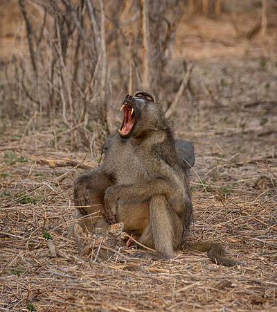 Baboon Warning