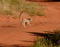 Meerkat Crossing Road