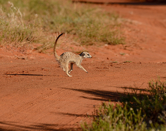 Meerkat Crossing Road
