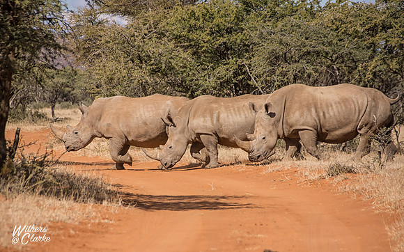 White Rhinoceros