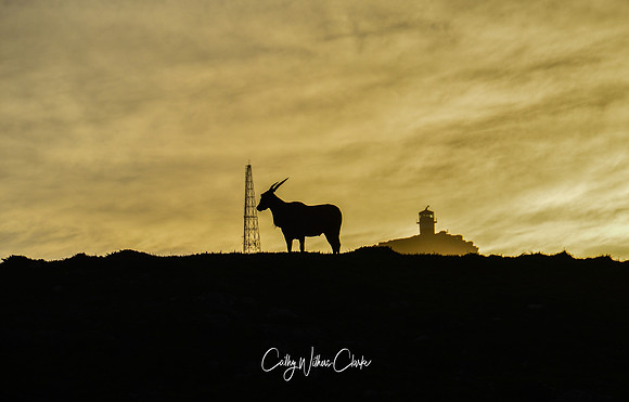 Eland At Cape Point At Sunrise