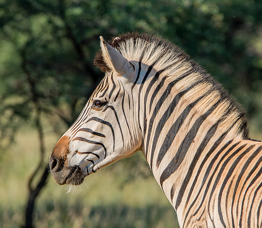 Burchell's Zebra Portrait