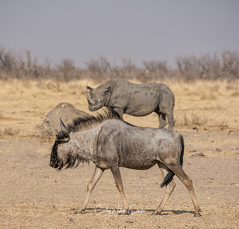Blue Wildebeest And Rhino