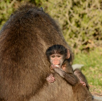 Safe With Mom