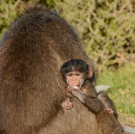Safe With Mom