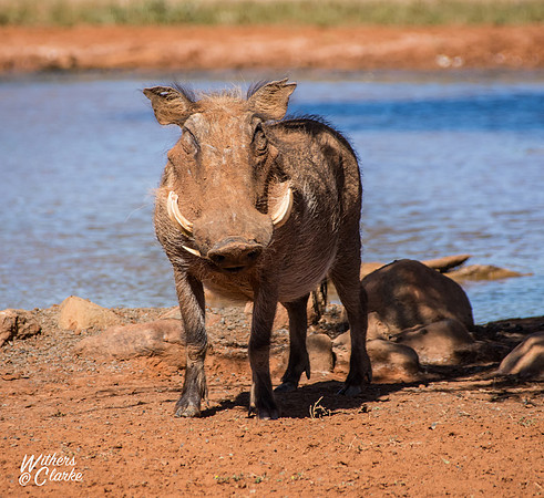 Warthog Portrait