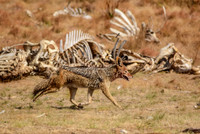 Black-backed Jackal