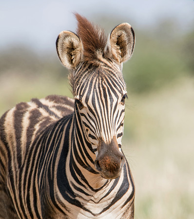 Burchell's Zebra Foal