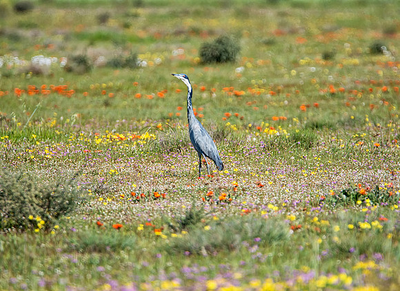 Black-headed Heron