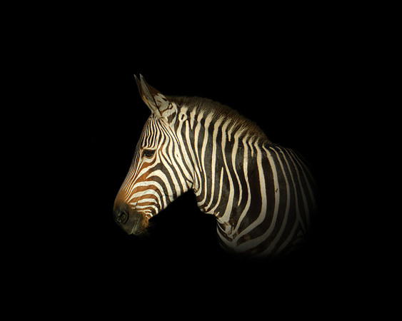 Cape Mountain Zebra