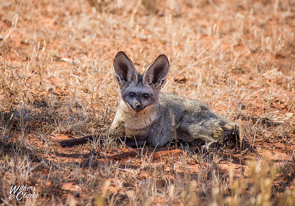 Bat-eared Fox