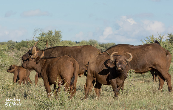 African Buffalo Herd